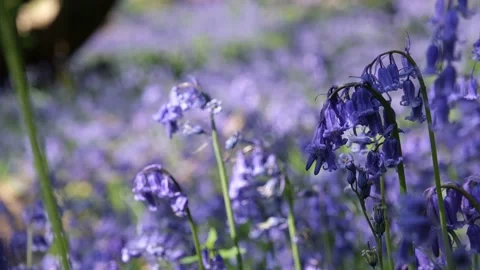 Selective focus on violet lilac bluebells on sun dappled forest floor Stock Footage 188513851