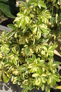 Selective focus of Walisongo variegata or Schefflera Arboricola Variegata o.. Stock Photos