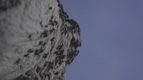 Selective focus on wasp nest, macro Video stock 164043173