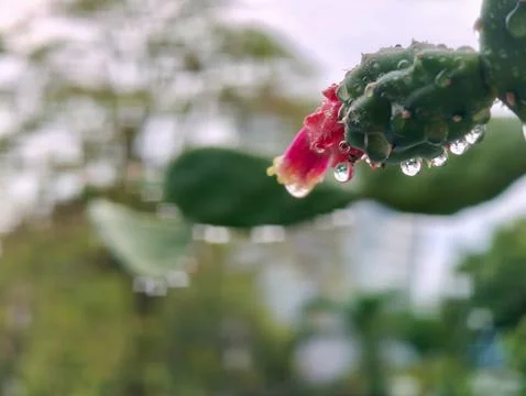 Selective focus on water drops Stock Photos