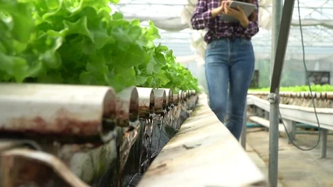 Selective focus of water pipe in Vegetable hydroponic system and farmer is ho Stock Footage 124914727