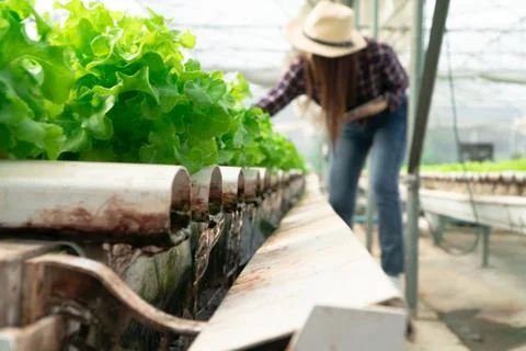 Selective focus of water pipe in Vegetable hydroponic system and farmer is ho Foto stock