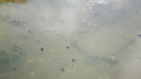 Selective focus of water surface of a swamp filled with frog tadpoles Stock Footage 103493576