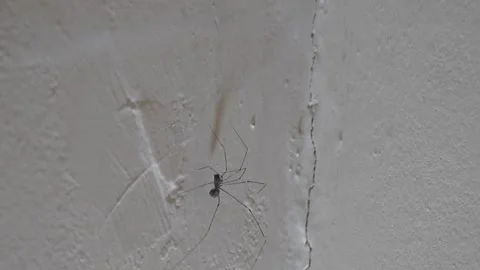 Selective Focus On Web And Cellar Spiders (Pholcus Phalangioides) 動画素材 279801695