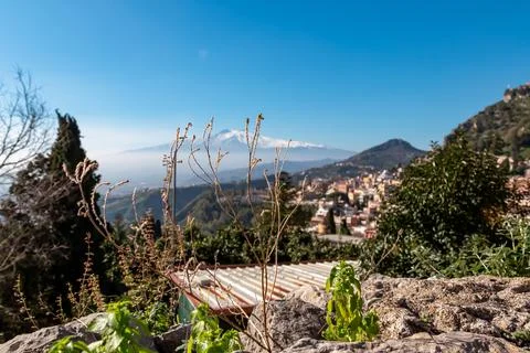 Selective focus on weed growing on a wall with panoramic view of snow cappe.. Stock Photos