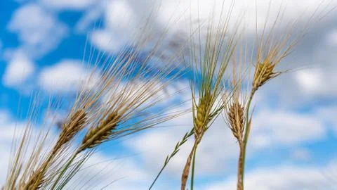Selective Focus On Wheat Ear.Close up of ripe wheat ears against beautiful sky Foto stock