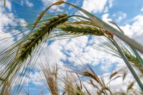 Selective Focus On Wheat Ear.Close up of ripe wheat ears against beautiful sky Stock Photos