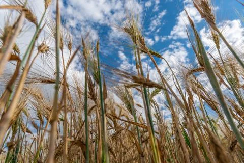 Selective Focus On Wheat Ear.Close up of ripe wheat ears against beautiful sky Stock Photos