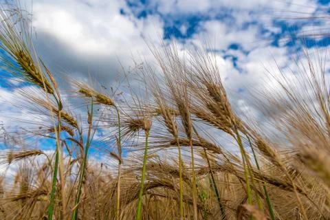 Selective Focus On Wheat Ear.Close up of ripe wheat ears against beautiful sky Foto stock