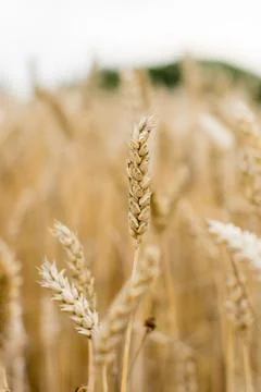 Selective focus of a wheat in the field Foto stock