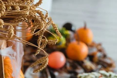 Selective focus wheat, pumpkins, fall leaves and orange balloons Stock Photos