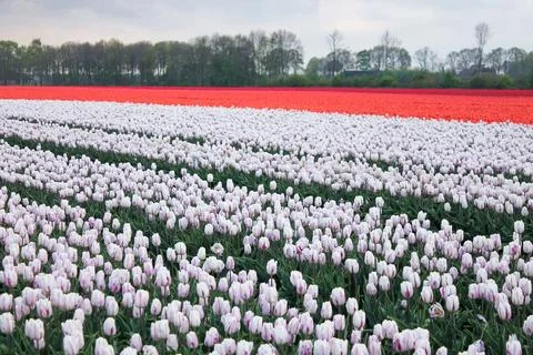 Selective focus on white and purple tulips with blurry red field and trees Foto stock