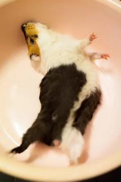 Selective focus on white, black, orange brown guinea pigs in the bath tub. Th Stock Photos