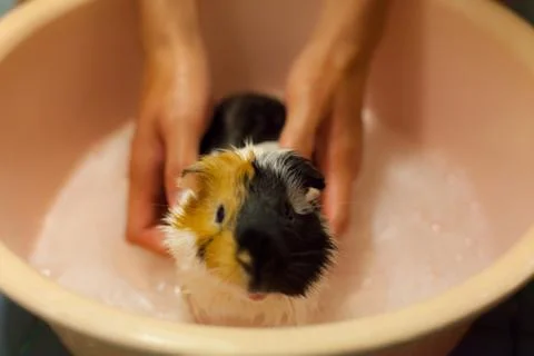 Selective focus on white, black, orange brown guinea pigs taking a bath in th Stock Photos