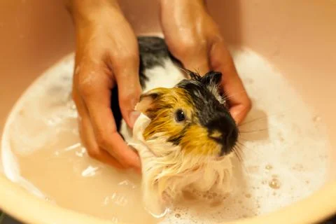 Selective focus on white, black, orange brown guinea pigs taking a bath in th Stock Photos