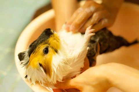 Selective focus on white, black, orange brown guinea pigs taking a bath in th Stock Photos