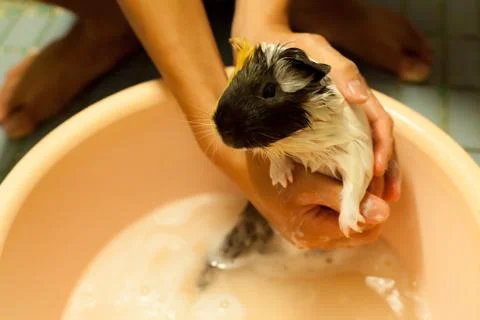 Selective focus on white, black, orange brown guinea pigs taking a bath in th Stock Photos