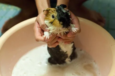 Selective focus on white, black, orange brown guinea pigs taking a bath in th Stock Photos