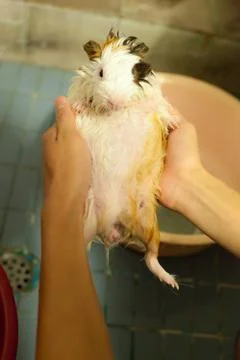 Selective focus on white, black, orange brown guinea pigs taking a bath in th Stock Photos