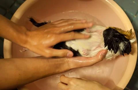 Selective focus on white, black, orange brown guinea pigs taking a bath in th Stock Photos