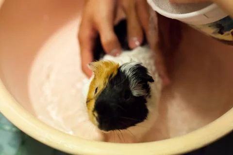 Selective focus on white, black, orange brown guinea pigs taking a bath in th Stock Photos