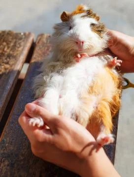 Selective focus on white, black, orange brown guinea pig drying wet fur under Stock Photos