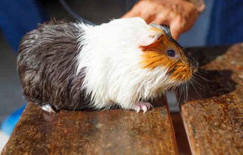 Selective focus on white, black, orange brown guinea pig drying wet fur under Stock Photos