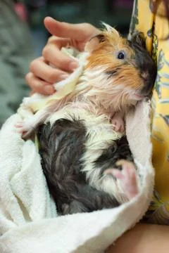 Selective focus on white, black, orange brown guinea pig drying wet fur in ow Stock Photos