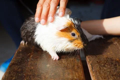 Selective focus on white, black, orange brown guinea pig drying wet fur under Foto stock