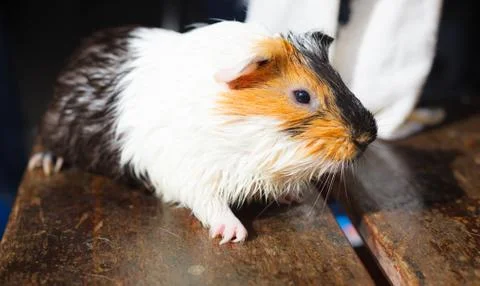 Selective focus on white, black, orange brown guinea pig drying wet fur under Stock Photos