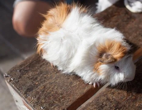 Selective focus on white, black, orange brown guinea pig drying wet fur under Stock Photos