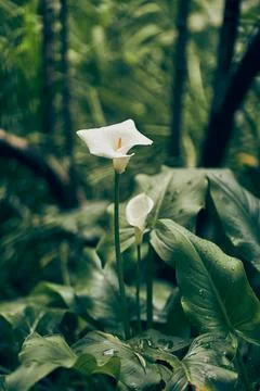 Selective focus on a white calla flower on a green unfocused leaf background Stock-Fotos