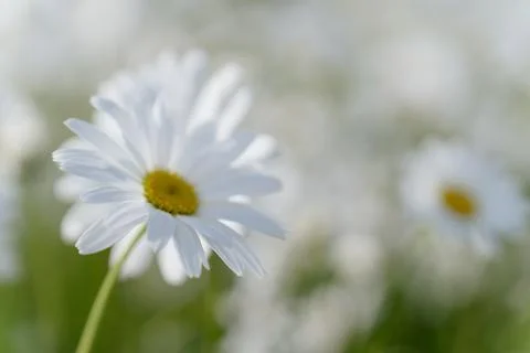 Selective focus on a white chamomile flower in a meadow, background blurred Stock Photos