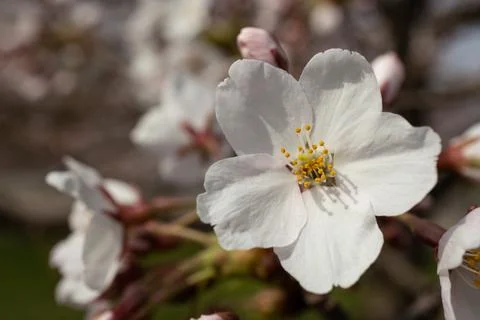 Selective focus of white cherry flower. Trees blooming in spring. Stock Photos