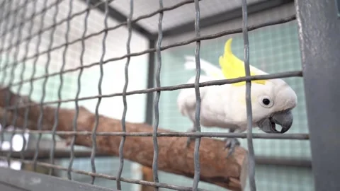 Selective focus on a white cockatoo in a cage. The white parrot is talking Stock Footage 282812625