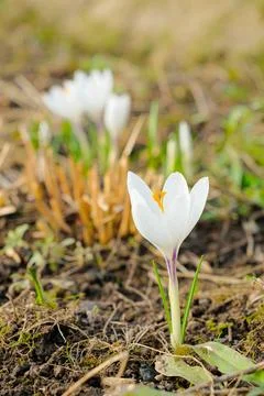 Selective focus on a white crocus flower in bright sunlight on a spring day. Stock Photos