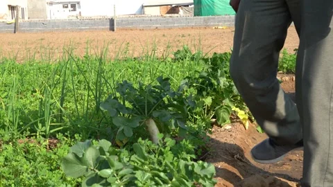 Selective focus on White Daikon fruit with evergreen budding leaves. Muli o.. Stock Footage 241097957