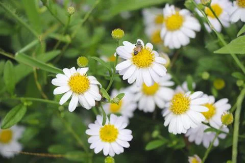 Selective focus white daisy with bee in the garden beautiful in nature Stock Photos