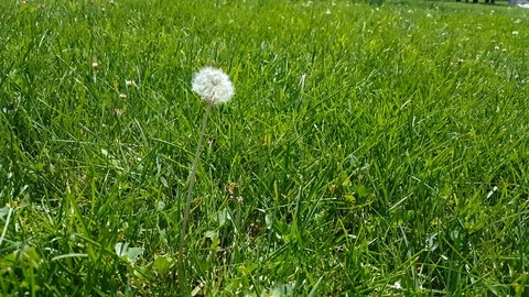 Selective focus on white fluffy dandelion flower swinging with the wind on green Stock Footage 121525126
