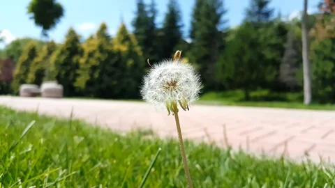 Selective focus on white fluffy dandelion flower swinging with the wind in a Stock Footage 121526354