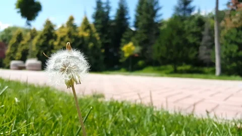 Selective focus on white fluffy dandelion flower swinging with the wind in a Stock Footage 121526500