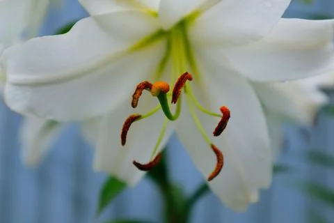 Selective focus: white lily flower, close up. Macro brown-orange stamens Stock Photos