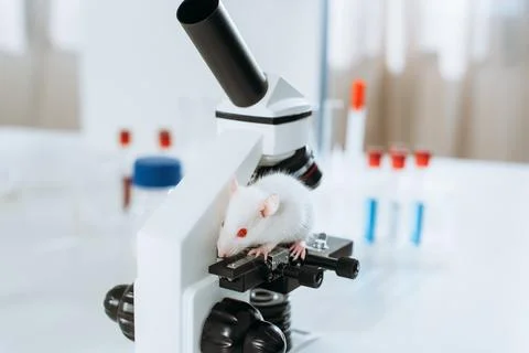 Selective focus white mouse microscope Photos