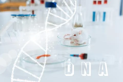 Selective focus white mouse syringe Fotos Stock