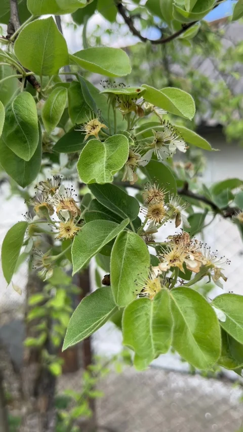 Selective focus white pear blossoms swaying in breeze Stockbeeldmateriaal 334329874