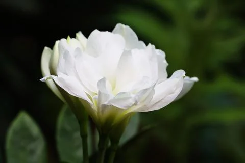 Selective focus at white petals fo Amaryllis snow white beautiful in nature Stock Photos