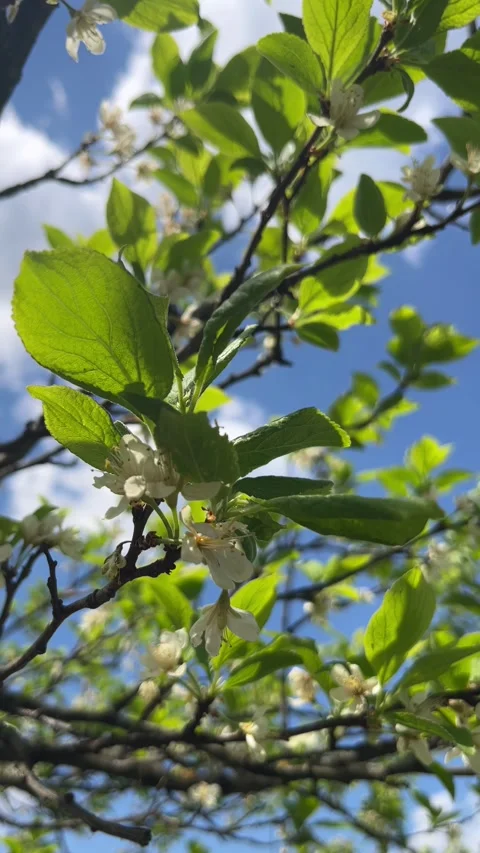 Selective focus white plum blossoms swaying in breeze Stock Footage 334329839