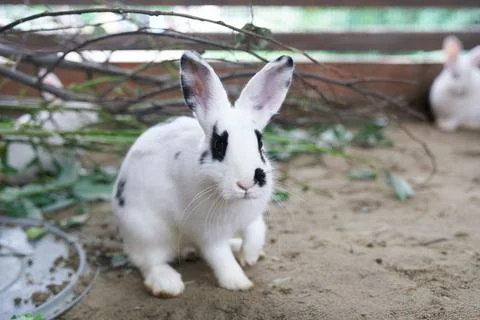 Selective focus on a white rabbit with a black eye sitting behind a fence in an Stock-Fotos