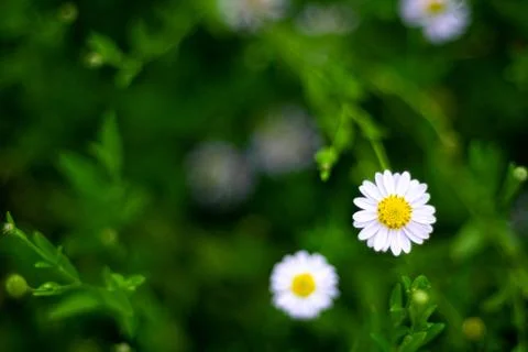 Selective focus white small daisy flowers with white petals and yellow core.  Foto stock
