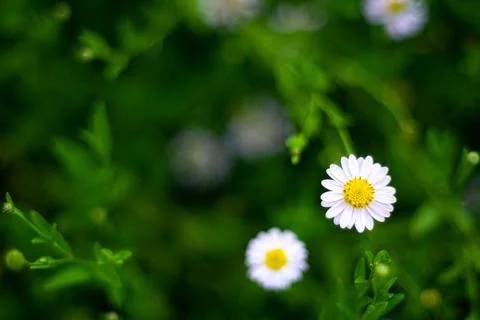 Selective focus white small daisy flowers with white petals and yellow core.. Stock Photos